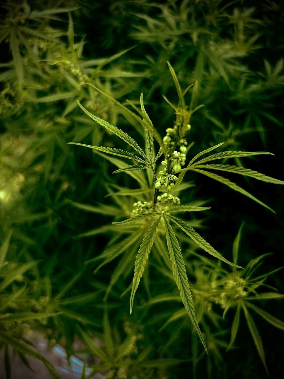 Gros plan d'un plant de cannabis montrant des feuilles vertes vibrantes et des bourgeons en développement.