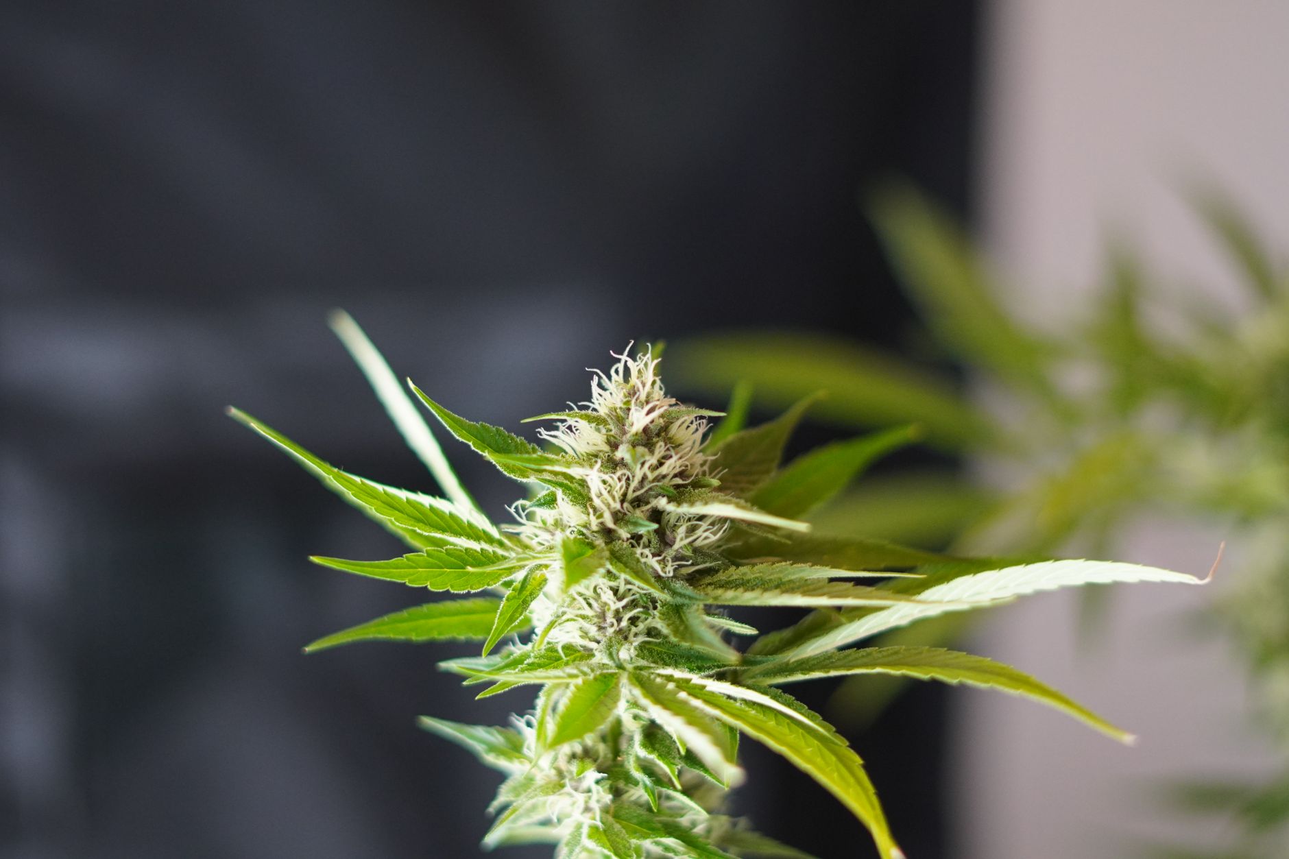 Gros plan vivid d'un plant de cannabis montrant ses feuilles vertes luxuriantes sur fond flou.