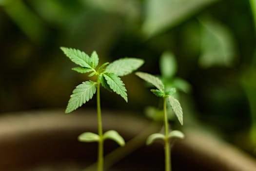 Gros plan de plantules de cannabis en début de croissance avec des feuilles d'un vert vif.