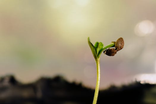 Vue détaillée d'une jeune plantule de cannabis émergeant du sol, mettant en valeur ses premiers stades de croissance.