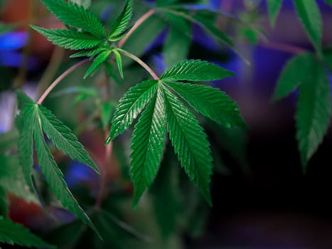 Mise au point nette sur des feuilles de cannabis vert vif illustrant la croissance et la vitalité de la plante.