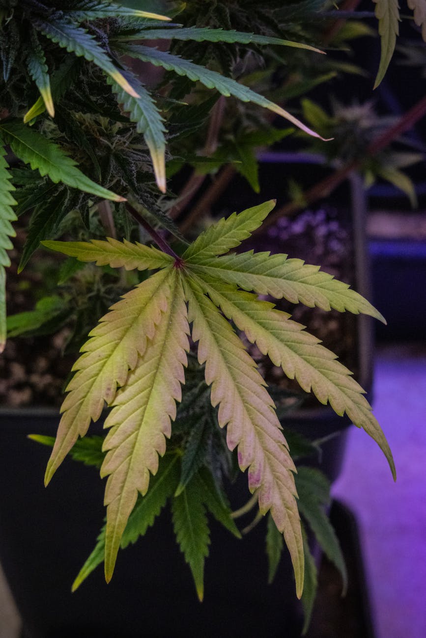 Gros plan saisissant sur une feuille de cannabis dans un jardin intérieur.