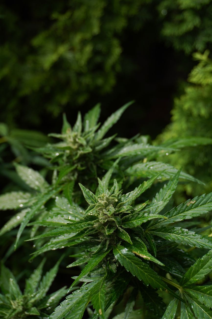 Gros plan d'un plant de cannabis frais avec des gouttelettes de rosée, mettant en valeur sa beauté naturelle et son potentiel médical.