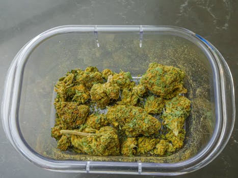 Récipient en plastique transparent rempli de bourgeons de cannabis séchés vus de dessus, mettant en valeur la texture et la couleur.