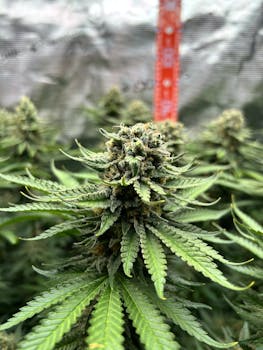 Vue détaillée d'une fleur de cannabis dans une configuration de culture intérieure, mettant en valeur les trichomes et les feuilles.