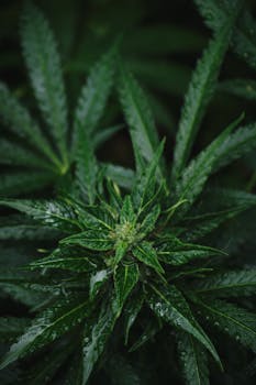 Vue détaillée de feuilles fraîches de cannabis avec des gouttes de rosée, illustrant la pureté naturelle et la croissance organique.