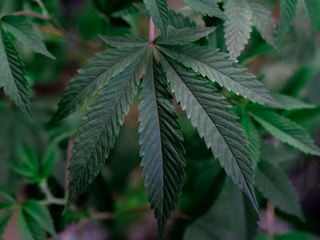 Gros plan détaillé d'une feuille de cannabis illustrant sa texture et ses détails dans un environnement de serre.