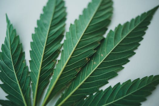 Gros plan détaillé de feuilles de cannabis vertes sur fond clair.