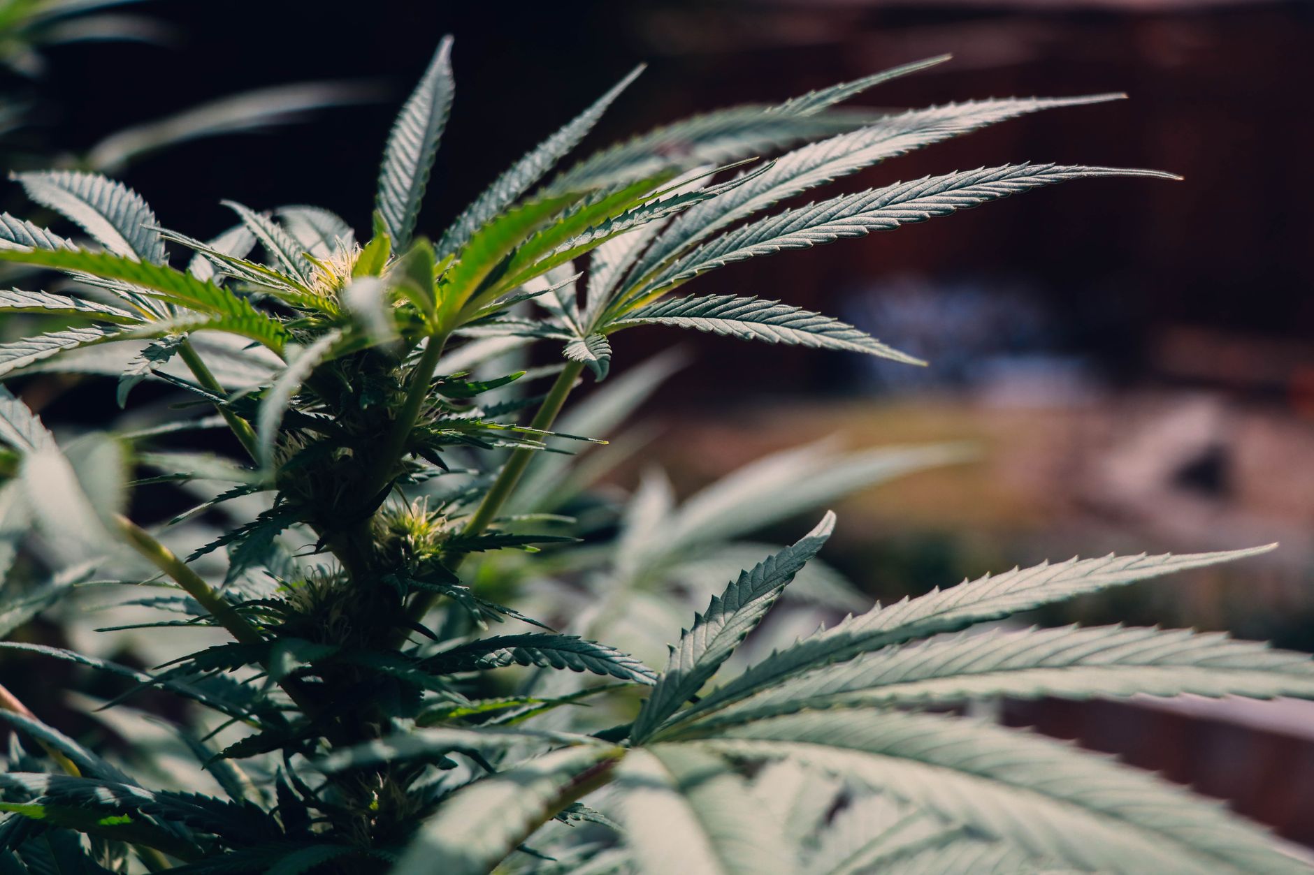 Vue détaillée d'un plant de cannabis montrant des feuilles vert vif dans un cadre extérieur, idéal pour les thèmes médicaux et botaniques.