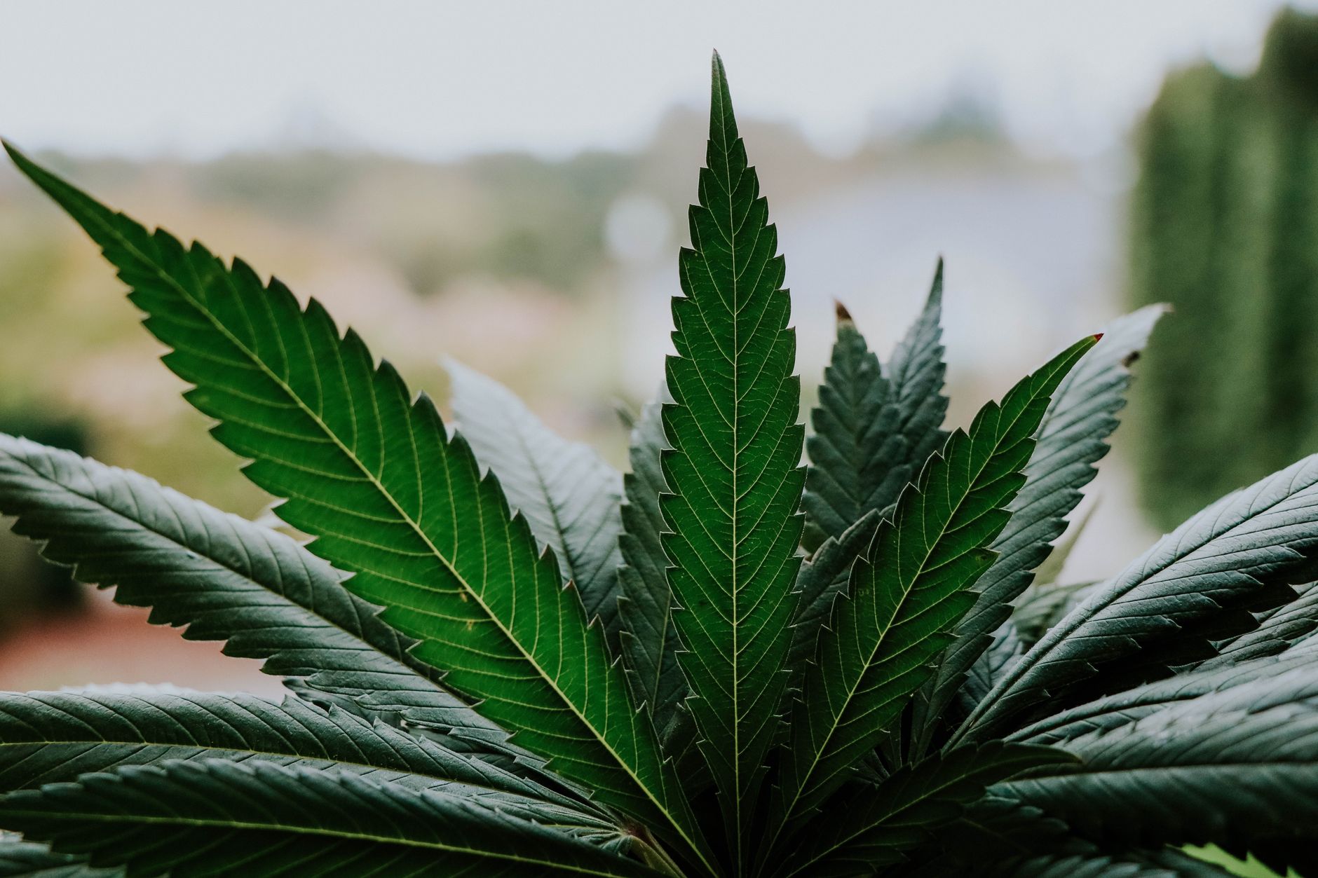 Gros plan de feuilles de cannabis vibrantes en extérieur, mettant en valeur leur beauté naturelle et leur symétrie.