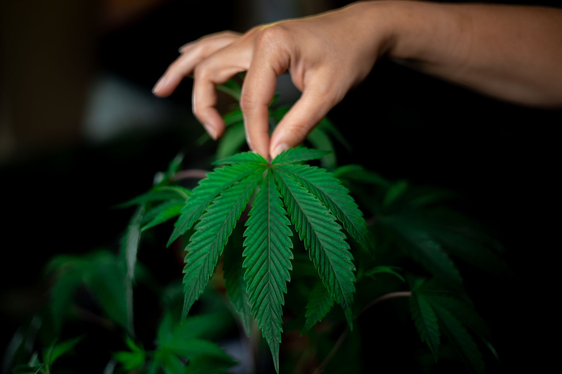 Gros plan d'une main tenant délicatement une feuille de cannabis, mettant en valeur sa texture verte luxuriante et ses détails.