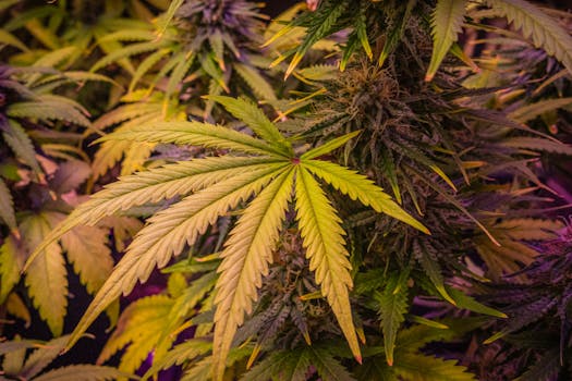 Vue rapprochée de plants de cannabis luxuriants mettant en valeur des feuilles et des bourgeons détaillés.