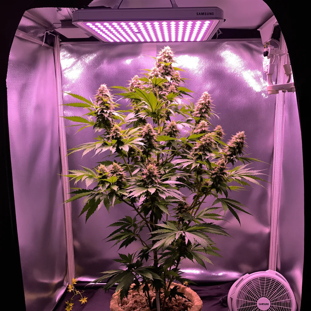 Plante de cannabis $100 OG en floraison — 120-180 cm féminisée