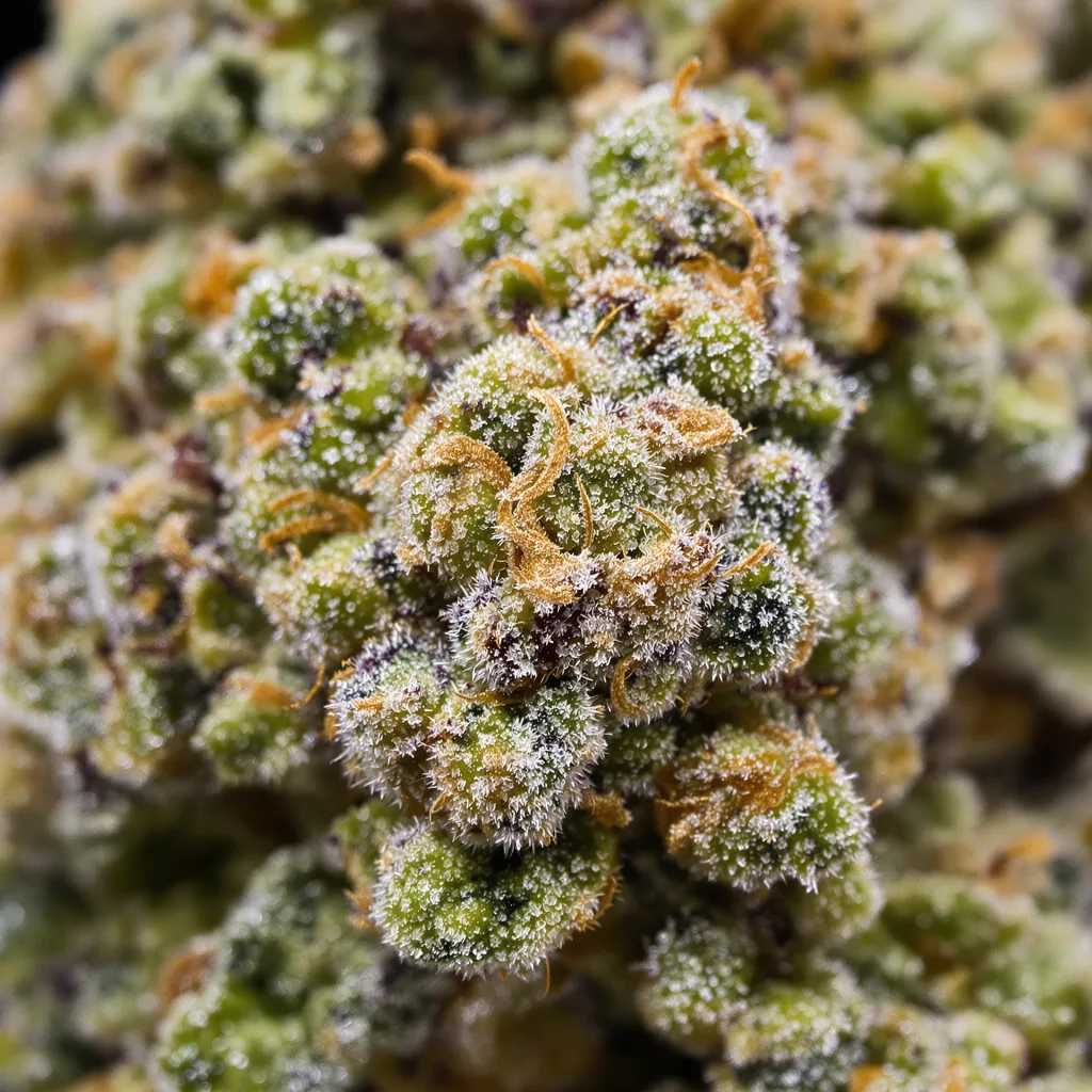 Gros plan de fleur de cannabis 13 Dawgs montrant structure ouverte avec pistils orangés