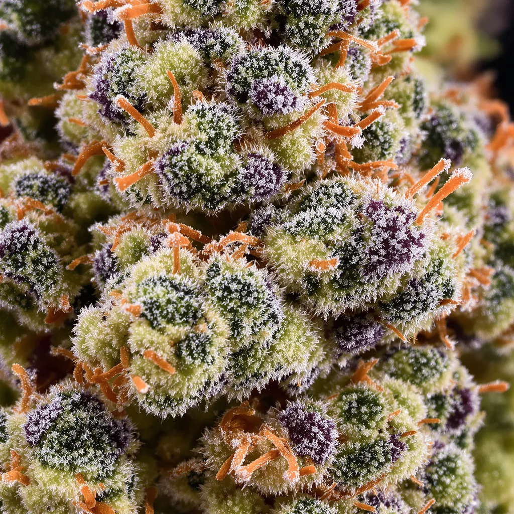 Gros plan de fleur de cannabis 24k Gold montrant structure équilibrée avec trichomes givrés