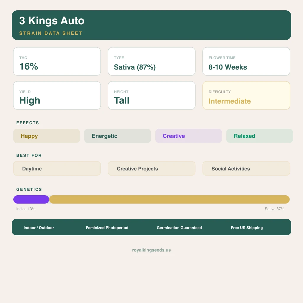 3 Kings 13% indica / 87% sativa — fleur avec trichomes visibles