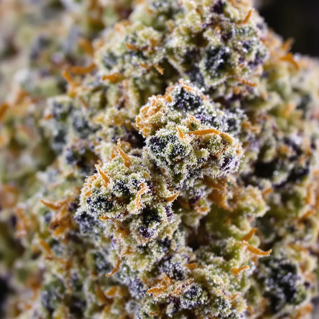 Gros plan de fleur de cannabis 303 OG montrant structure équilibrée avec trichomes givrés