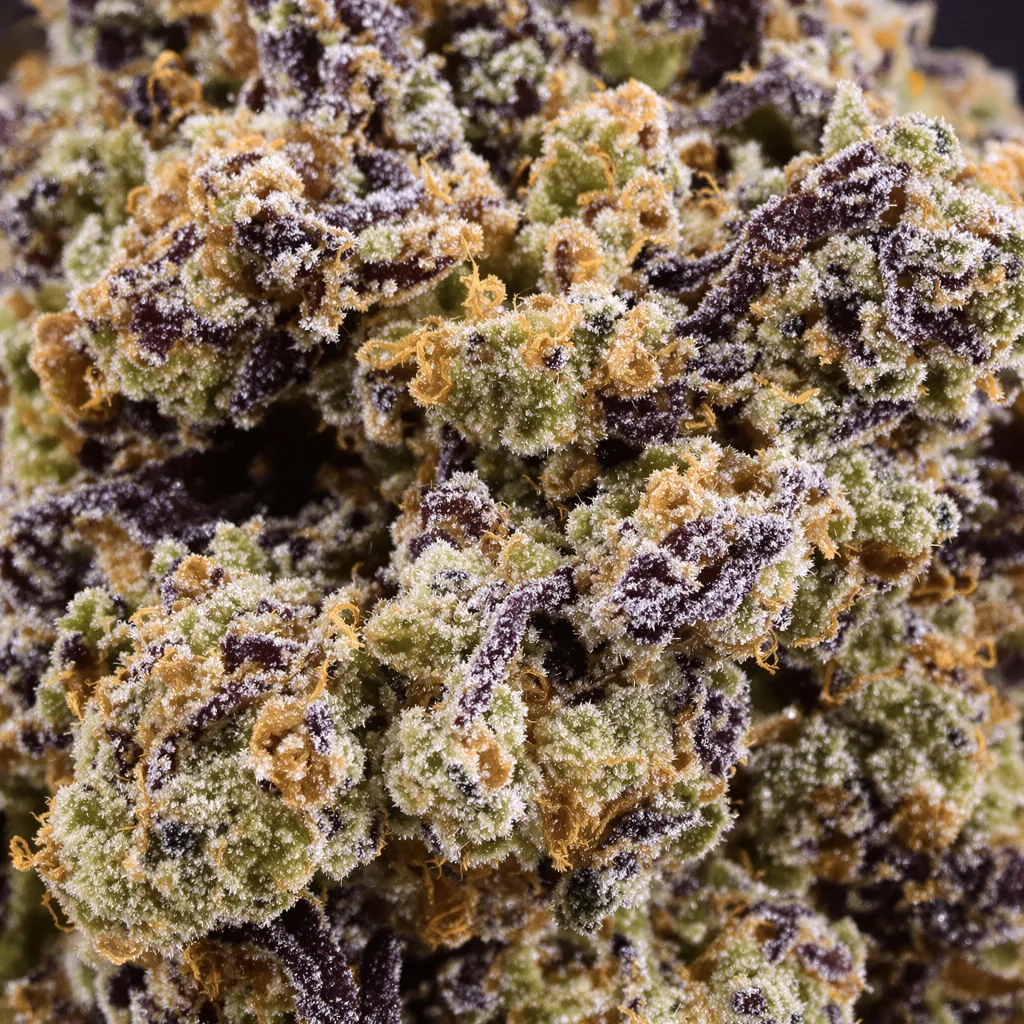 Gros plan de fleur de cannabis 41 Cherries montrant calices denses aux reflets violets