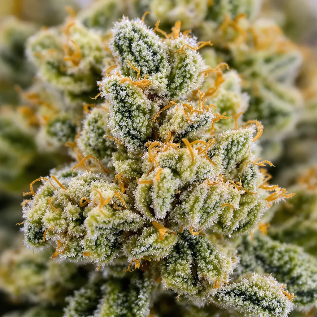 Gros plan de fleur de cannabis 5 Alive montrant structure aérée vert lime