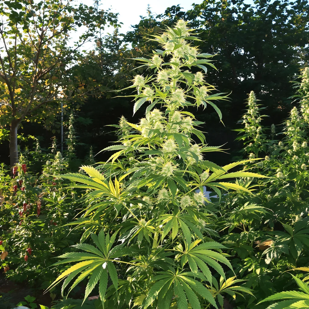 5 Alive 18% indica / 82% sativa — fleur avec trichomes visibles