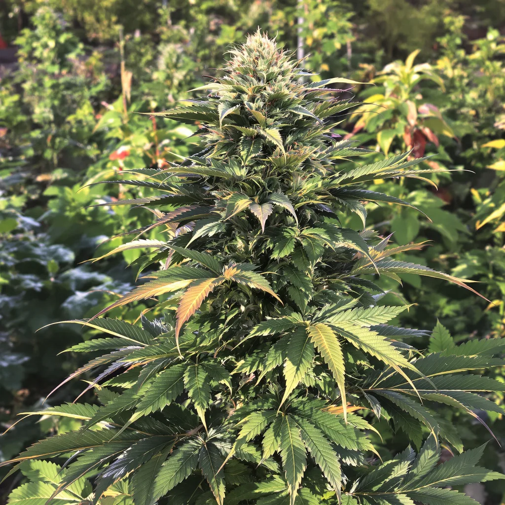 501st OG 74% indica / 26% sativa — fleur avec trichomes visibles