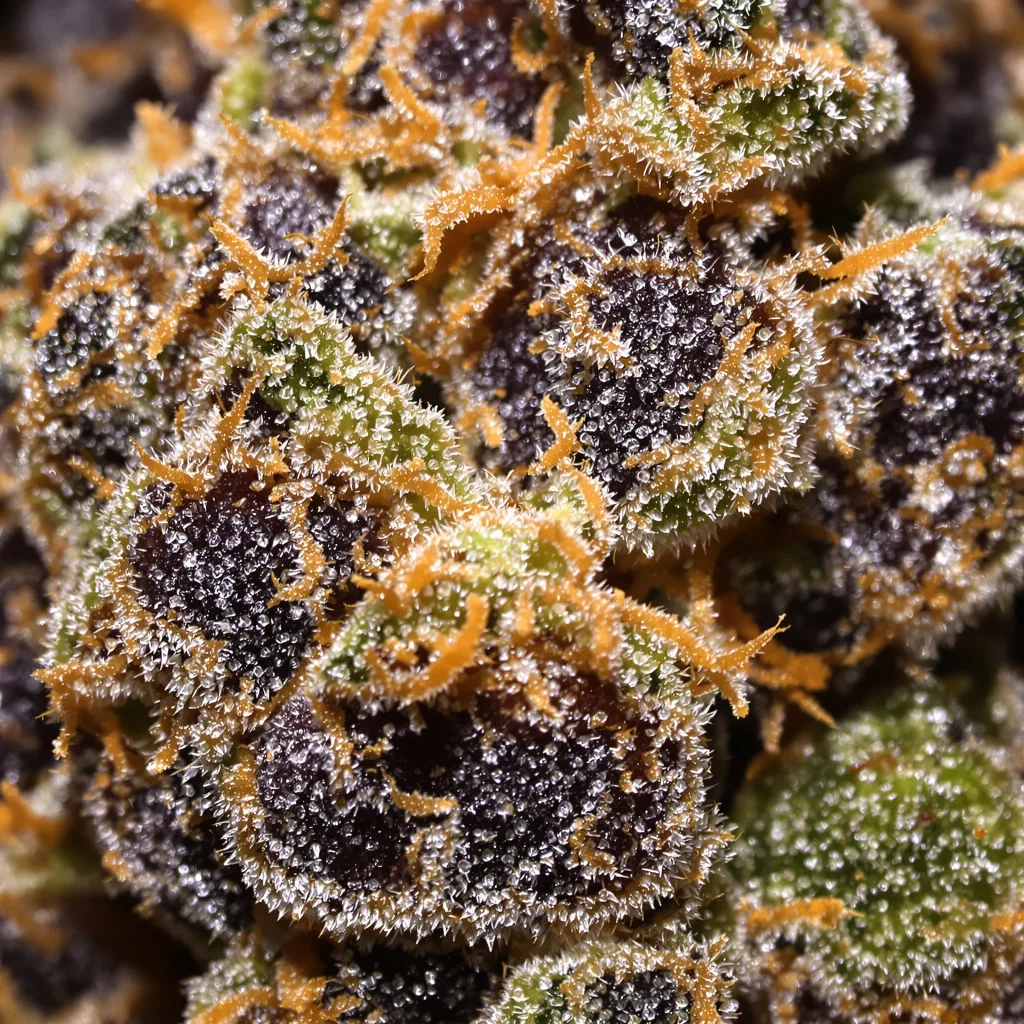 Gros plan de fleur de cannabis 5th Element montrant calices denses aux reflets violets