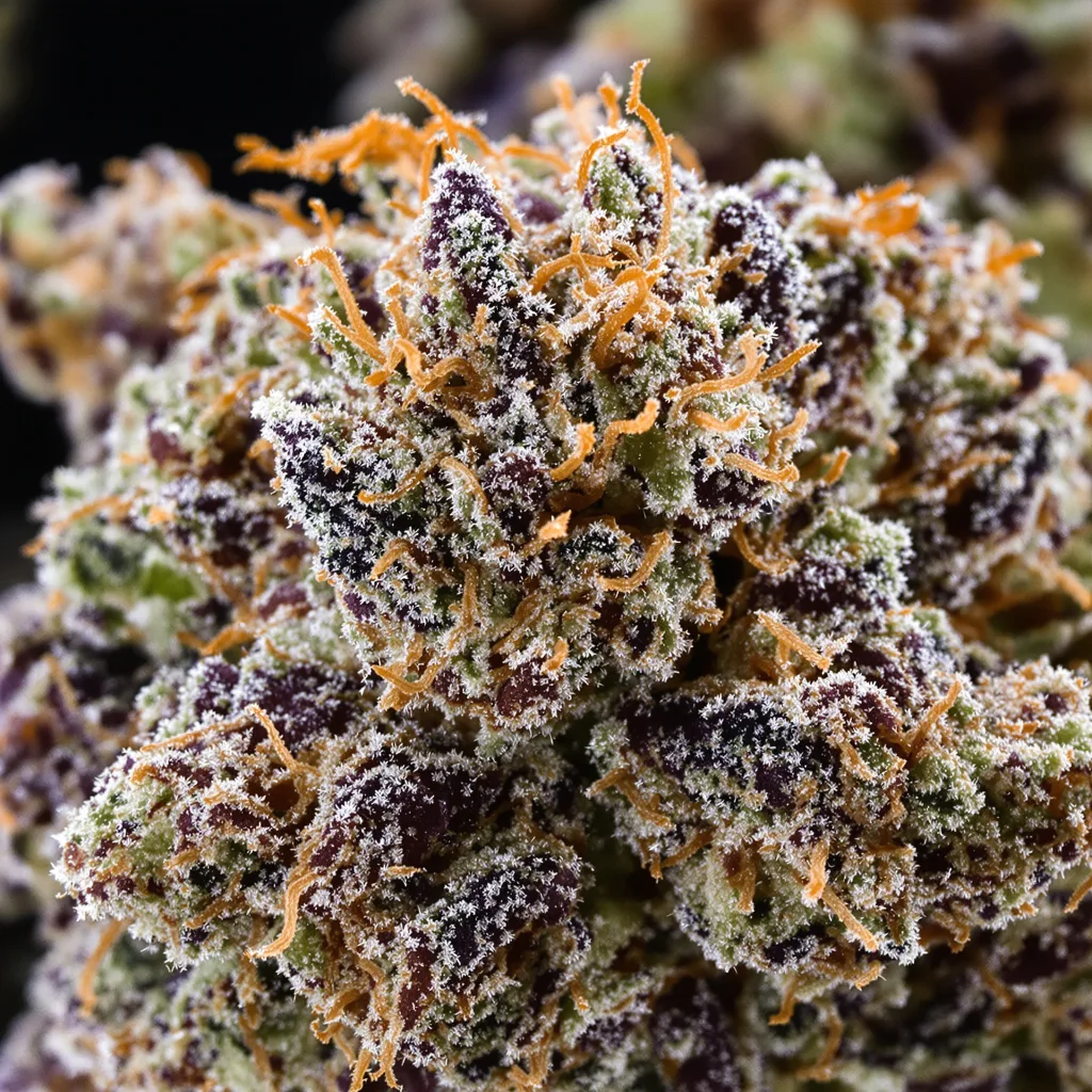 Gros plan de fleur de cannabis 9 Pound Hammer montrant calices denses aux reflets violets