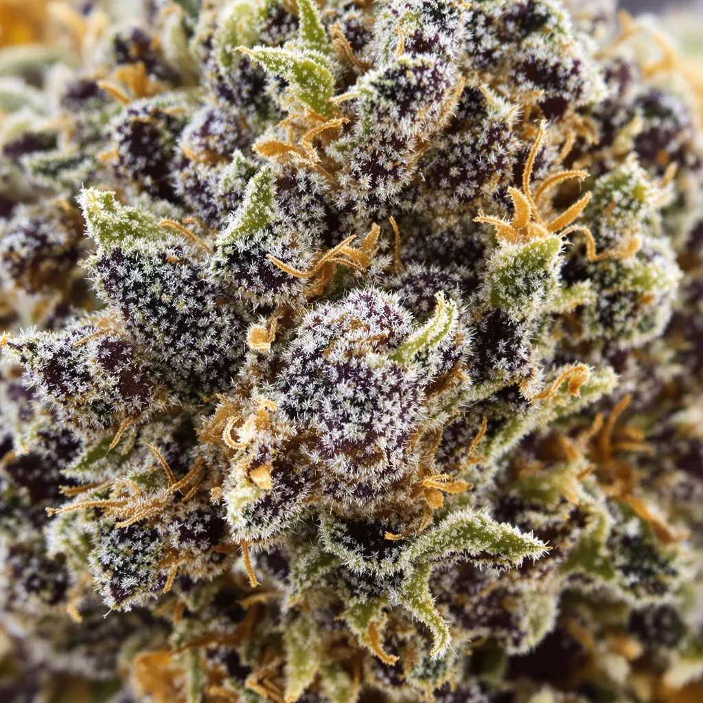 Gros plan de fleur de cannabis A-10 montrant calices denses aux reflets violets