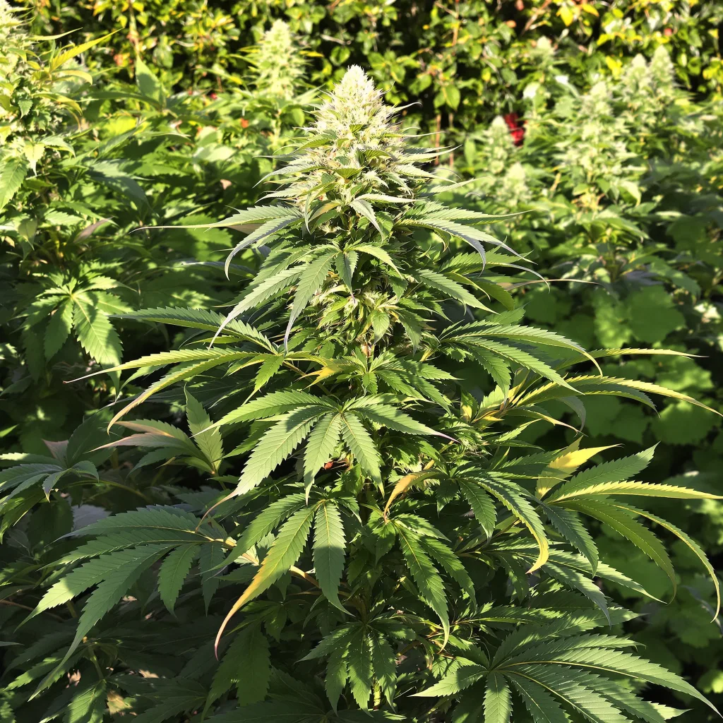 A-Train 79% indica / 21% sativa — fleur avec trichomes visibles