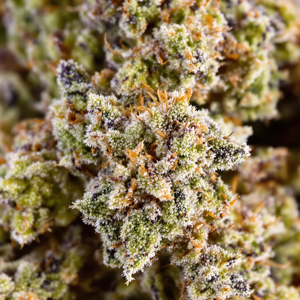 Gros plan de fleur de cannabis Aberdeen montrant structure ouverte avec pistils orangés