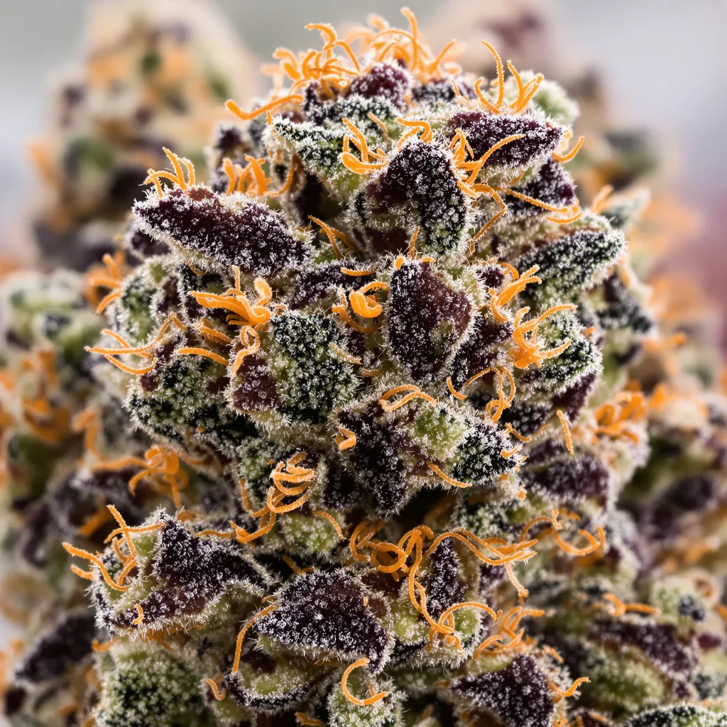 Gros plan de fleur de cannabis Abusive OG montrant calices denses aux reflets violets