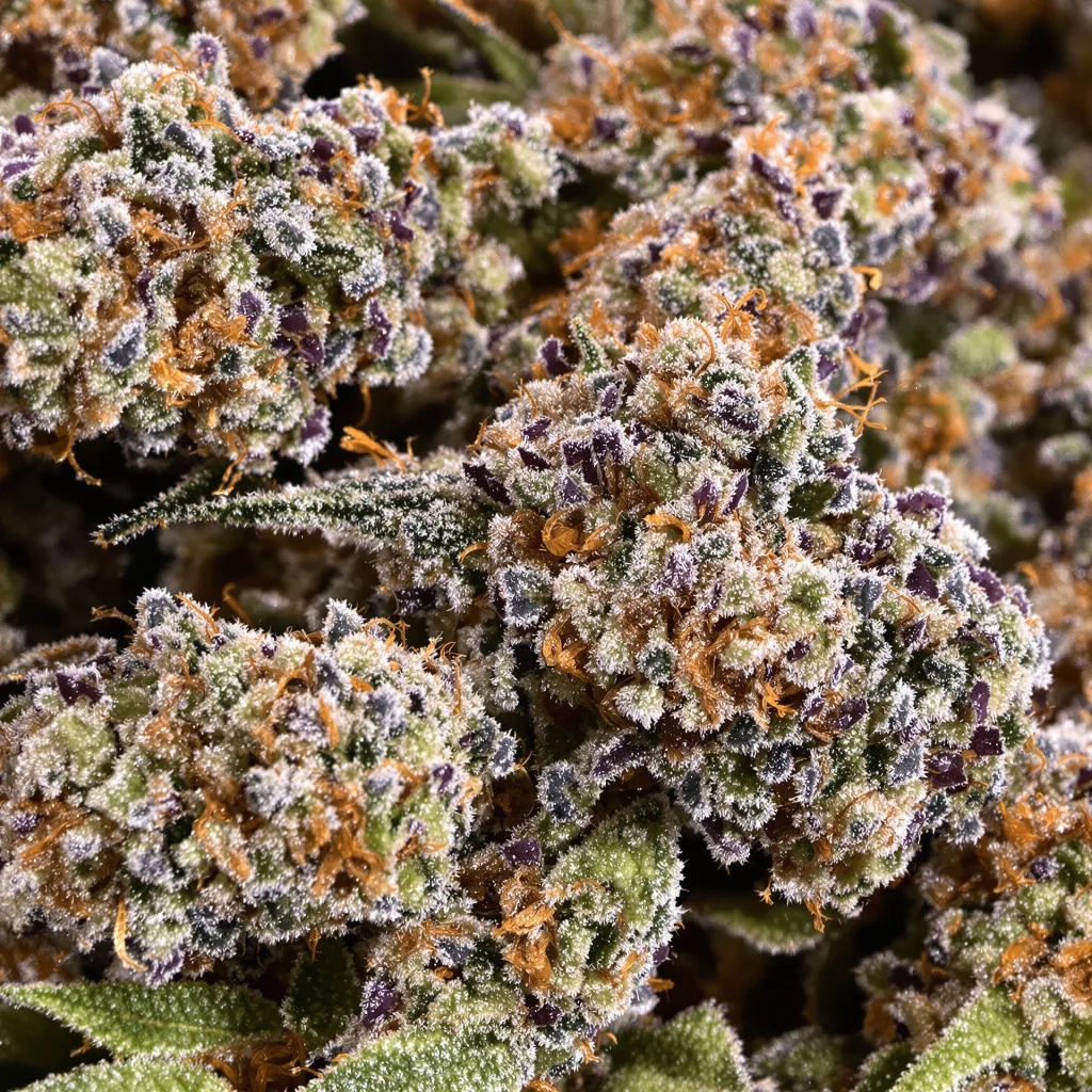 Gros plan de fleur de cannabis Abusive OG montrant calices denses aux reflets violets