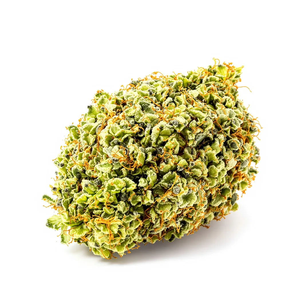 Acapulco Gold 20% indica / 70% sativa — fleur avec trichomes visibles