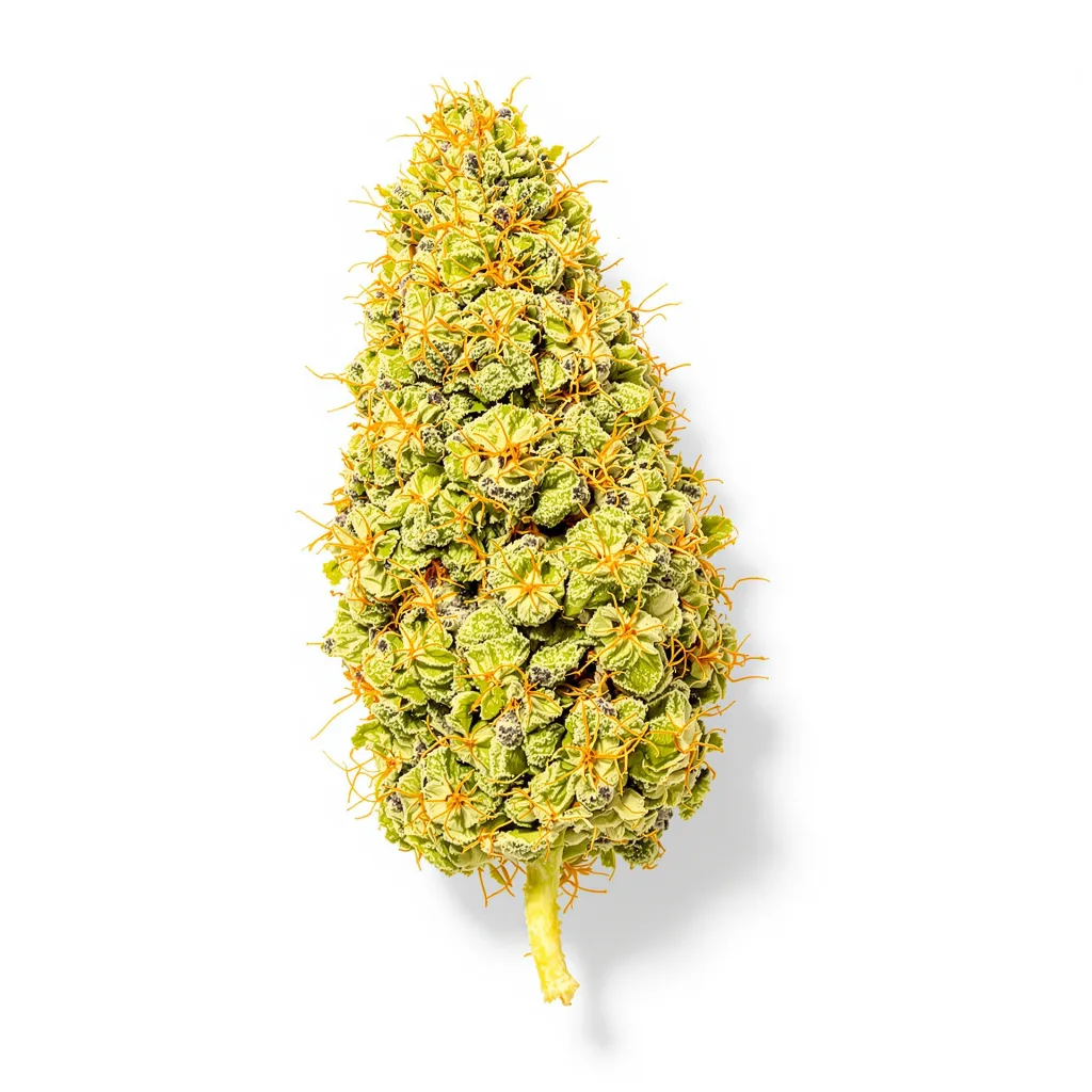 Acapulco Gold 20% indica / 70% sativa — fleur avec trichomes visibles