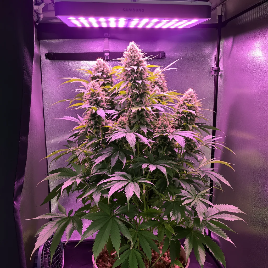Plante de cannabis Ace Killer OG en floraison — 60-100 cm autofloraison