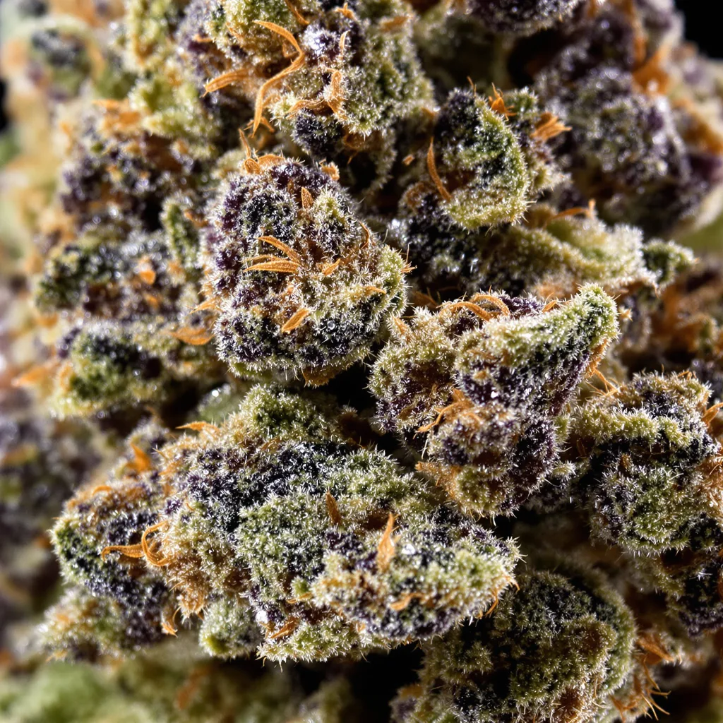 Gros plan de fleur de cannabis Ace Killer OG montrant calices denses aux reflets violets