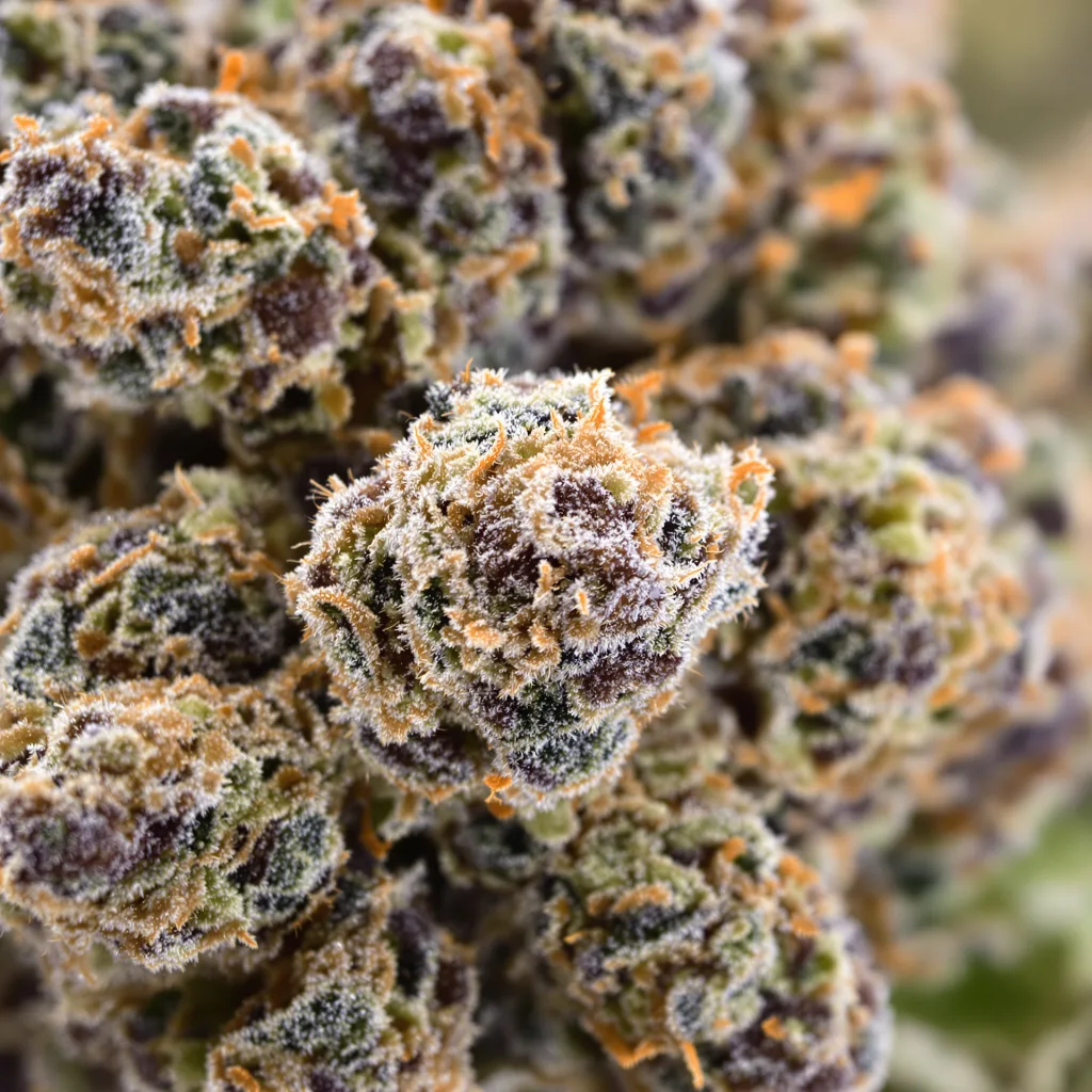 Gros plan de fleur de cannabis Ace of Spades montrant calices denses aux reflets violets