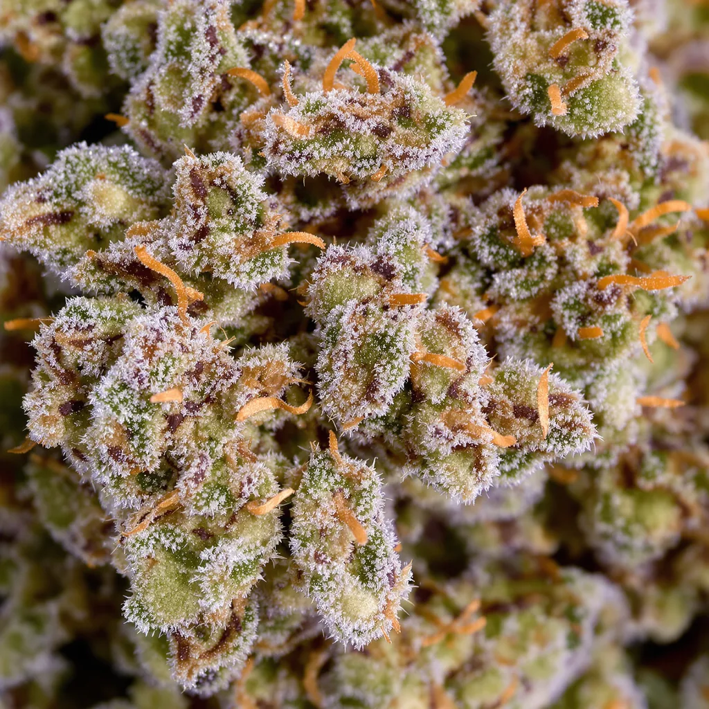 Gros plan de fleur de cannabis Adios montrant structure équilibrée avec trichomes givrés