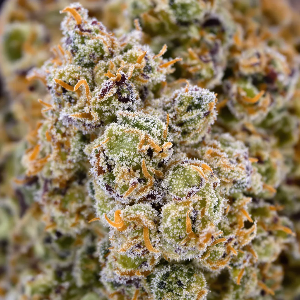 Gros plan de fleur de cannabis Afghan Big Bud montrant structure équilibrée avec trichomes givrés