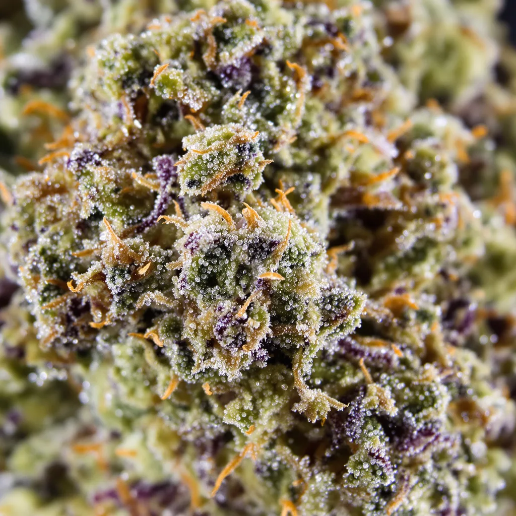Gros plan de fleur de cannabis Afghan Big Bud montrant structure équilibrée avec trichomes givrés