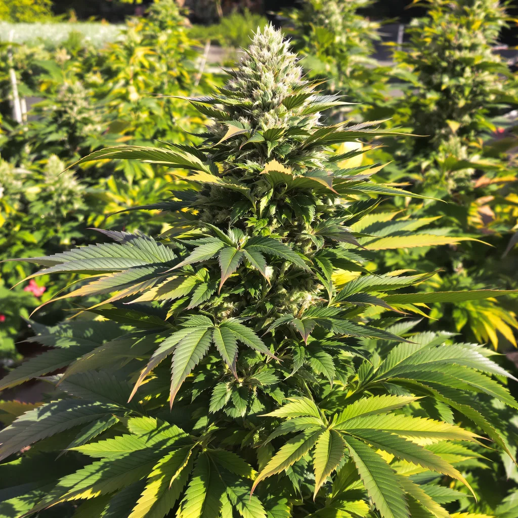 Afghan 70% indica / 30% sativa — fleur avec trichomes visibles
