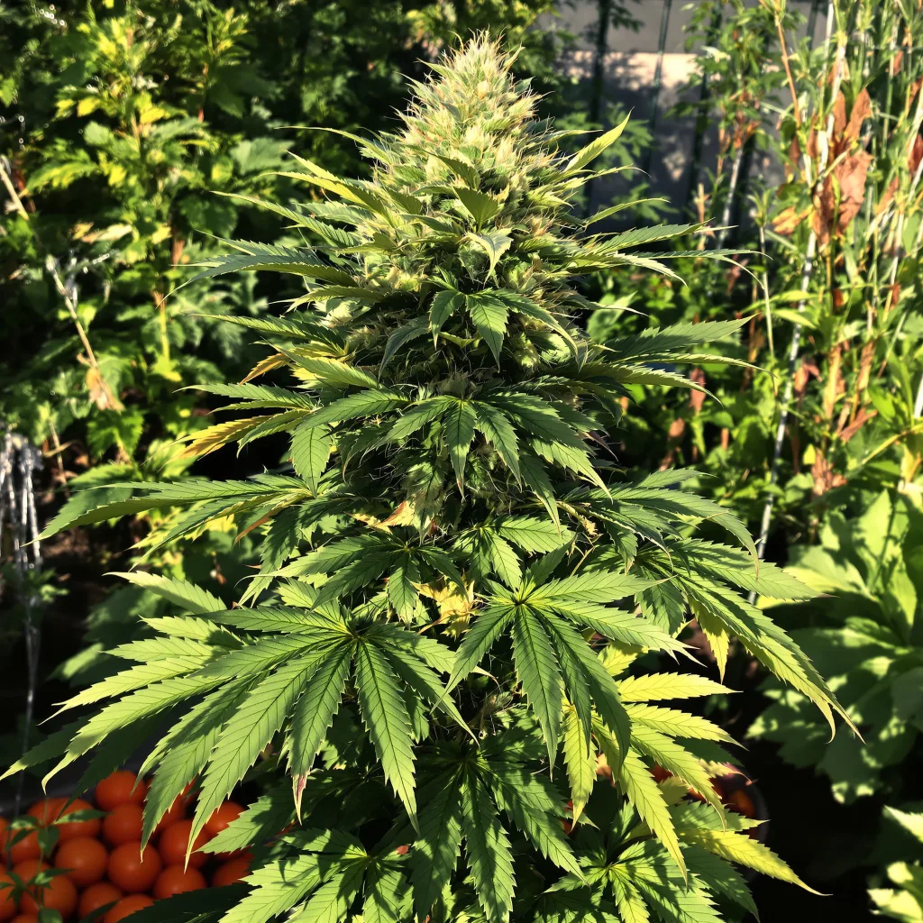 Afghan Skunk 69% indica / 31% sativa — fleur avec trichomes visibles
