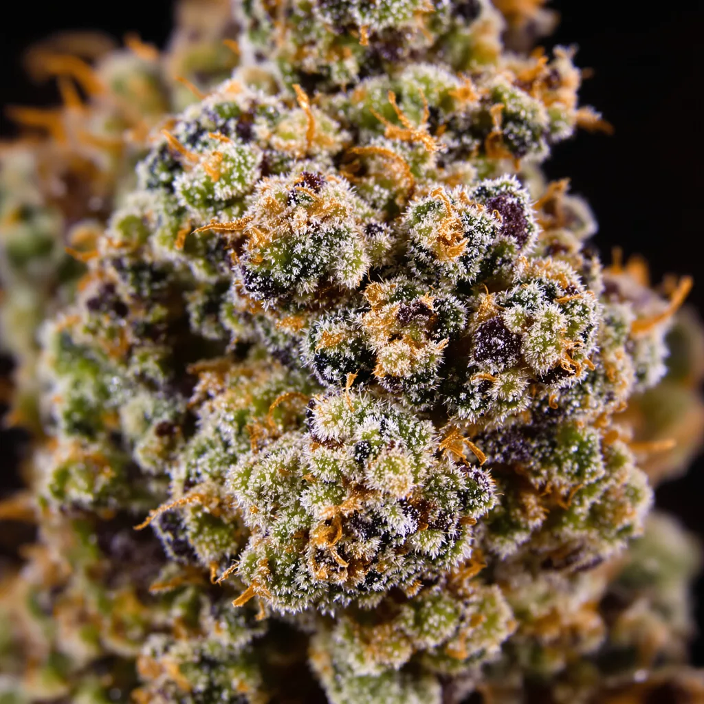Gros plan de fleur de cannabis Afghan Skunk montrant calices denses aux reflets violets