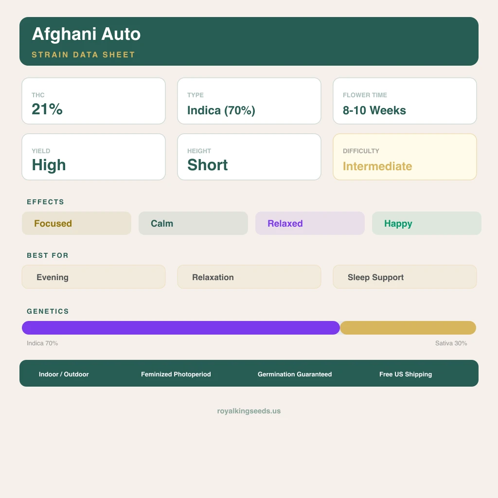 Afghani 70% indica / 30% sativa — fleur avec trichomes visibles