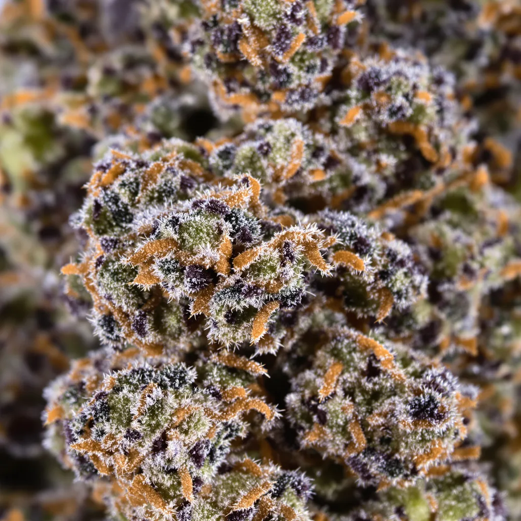 Gros plan de fleur de cannabis Afghani Bullrider montrant calices denses aux reflets violets