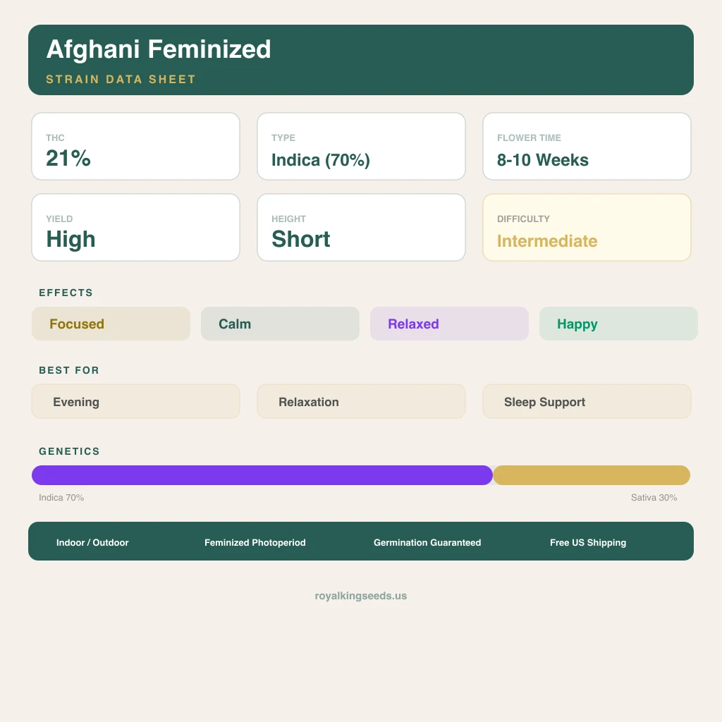 Afghani 70% indica / 30% sativa — fleur avec trichomes visibles