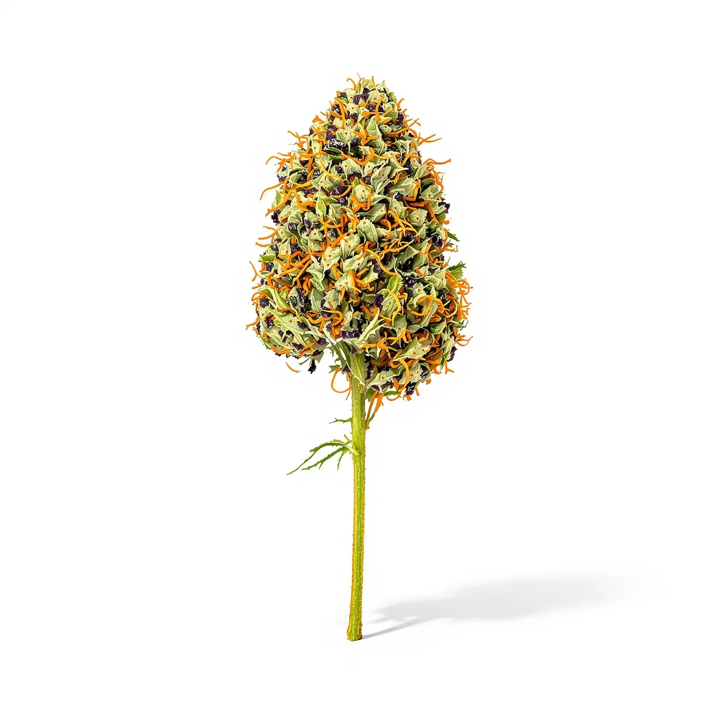 Afghani 70% indica / 30% sativa — fleur avec trichomes visibles