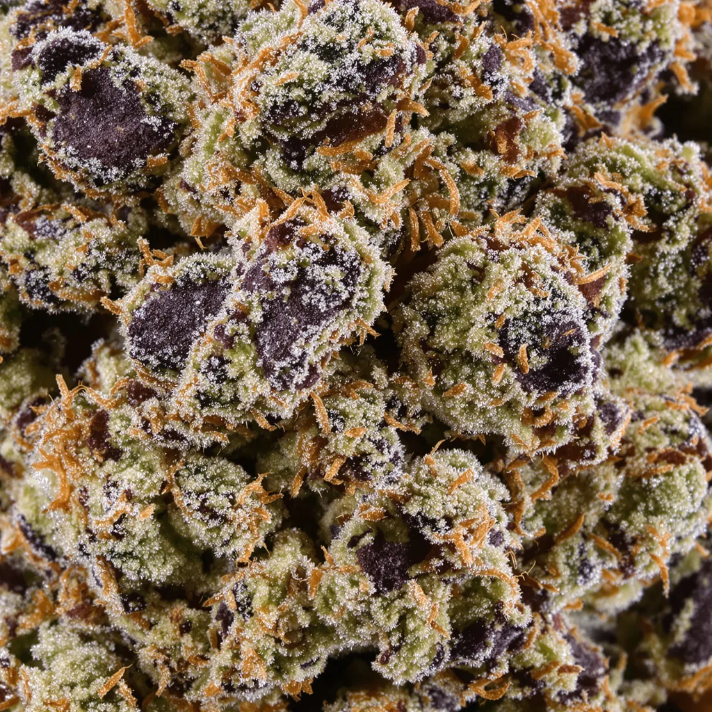 Gros plan de fleur de cannabis Afgoo montrant calices denses aux reflets violets