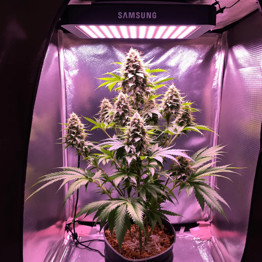 Plante de cannabis Afpak en floraison — 90-130 cm féminisée