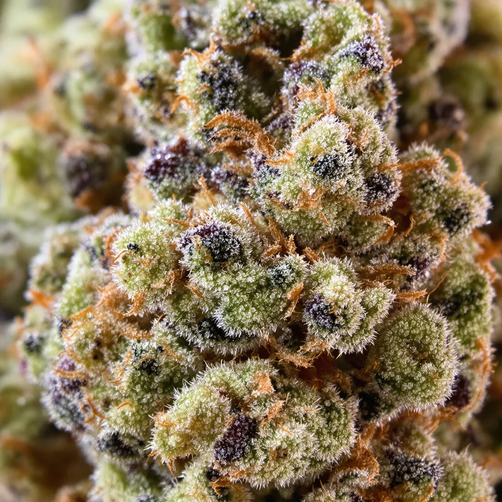 Gros plan de fleur de cannabis AK-47 montrant structure équilibrée avec trichomes givrés